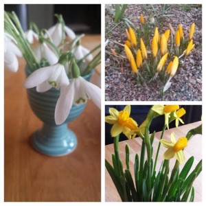 vårblommor
