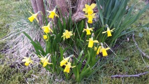 narcisser